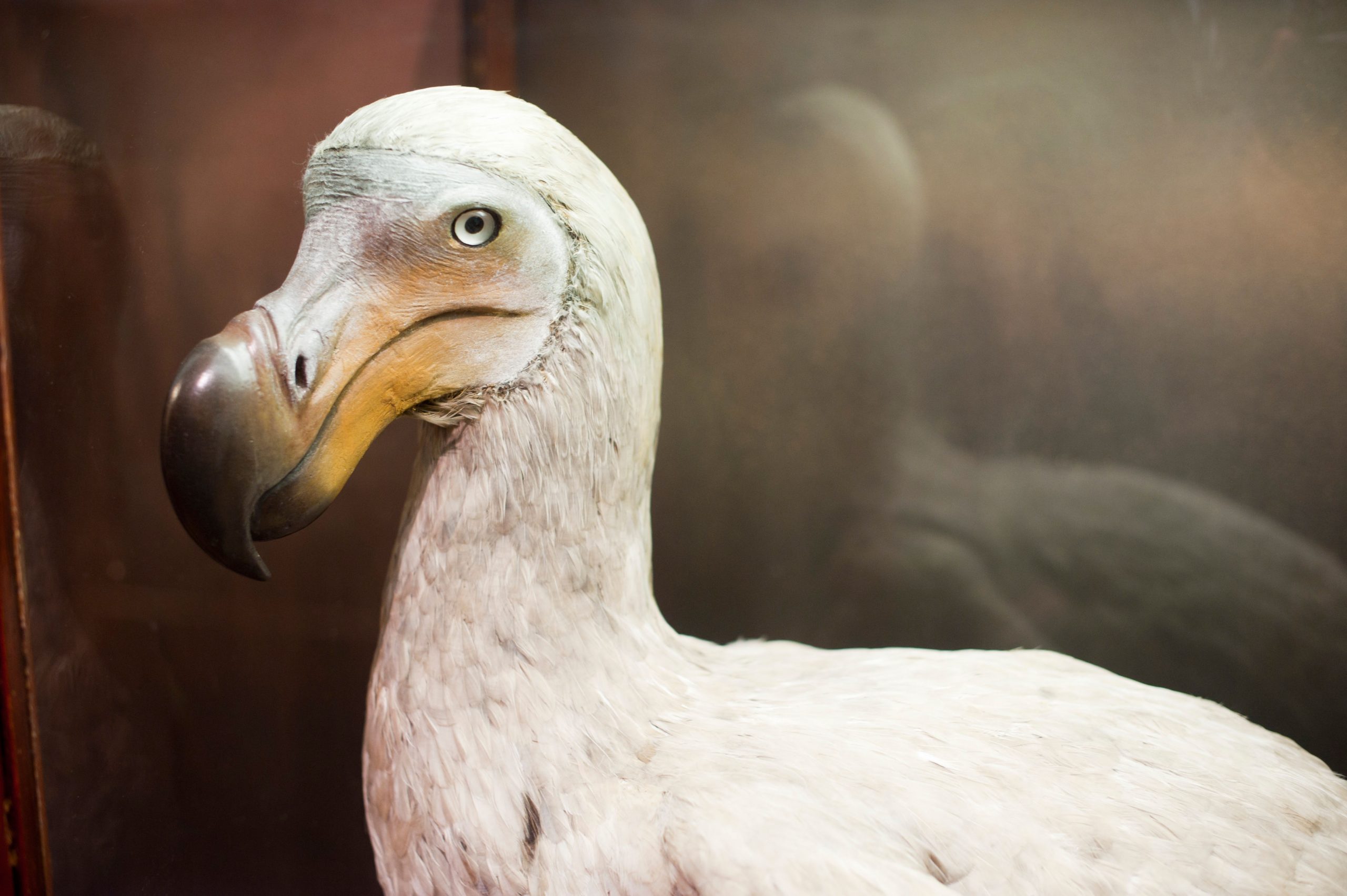 CEGY5Y The dodo (Raphus cucullatus). Image shot 01/2012. Exact date unknown.