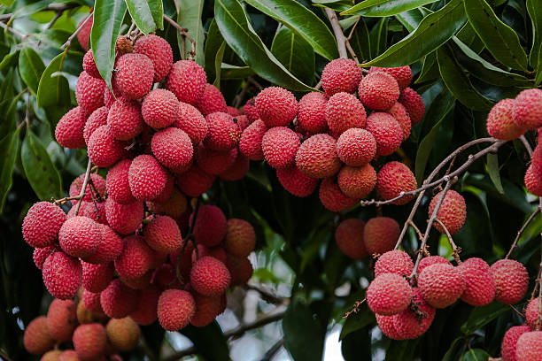 Ripe lychee fruit on tree in the plantation Ripe lychee fruit on tree in the plantation